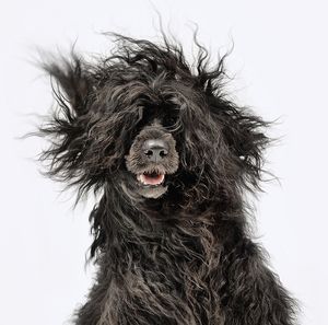 Free SPD Air Dried Dog Food Sample