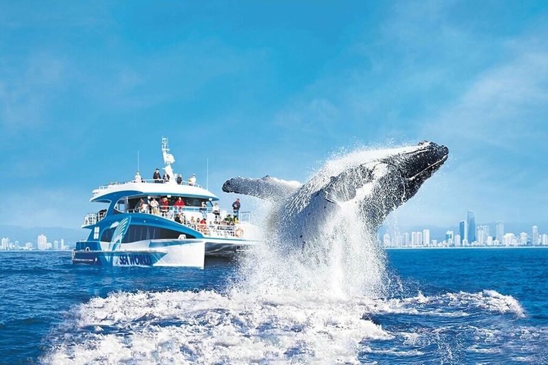 Gold Coast Whale Watching Tickets
