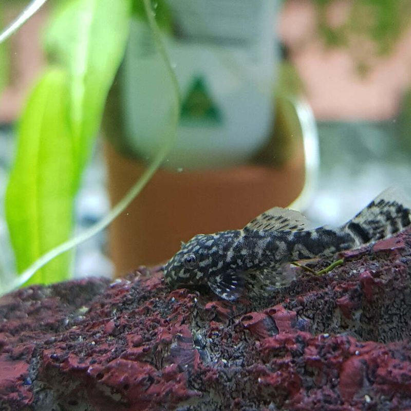 Baby Bristlenose Pleco
