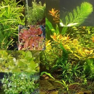 Aquarium Plant Combo (C&C Sydney)