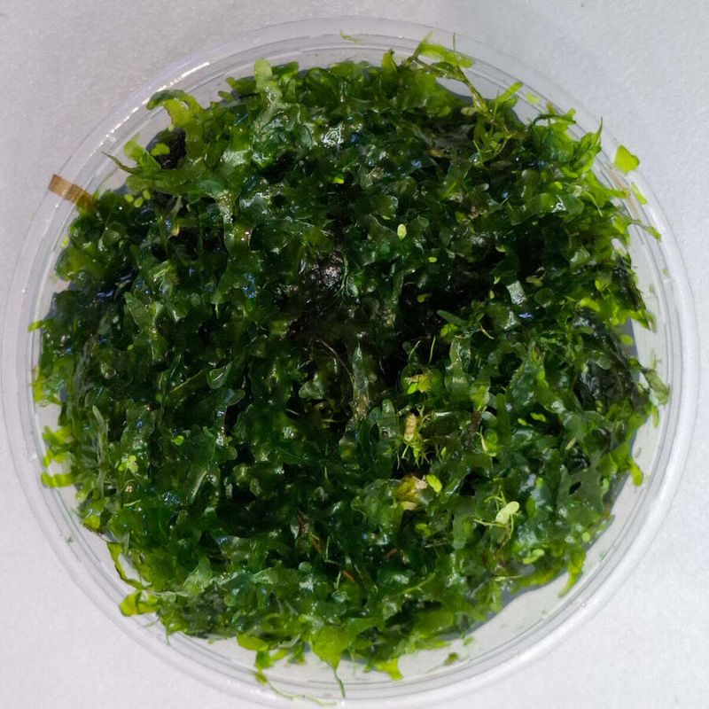 Subwassertang Moss Buy 1 Get 1 Free